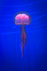 Brillantes medusas sobre un fondo azul, etéreo, increible y maravilloso,