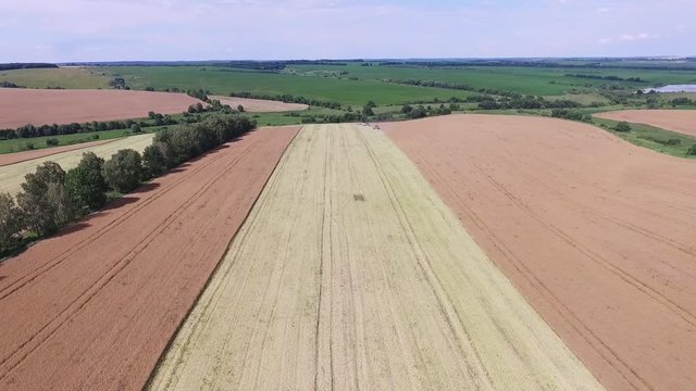 Rapeseed harvesting by combine on summer field