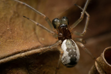 Linyphiidae male spider on a dead leaf