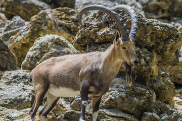 Nubian ibex