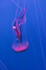 Brillantes medusas sobre un fondo azul, etéreo, increible y maravilloso,