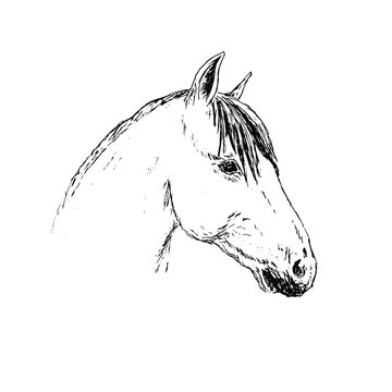 Vector hand drawn doodle sketch horse head isolated on white background