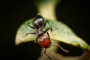 Red Black ant poking its head out