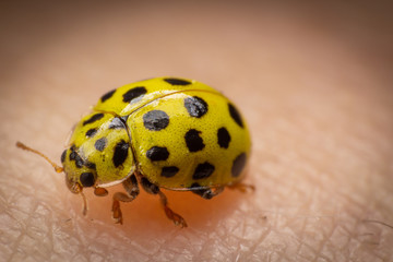 Ladybug on skin