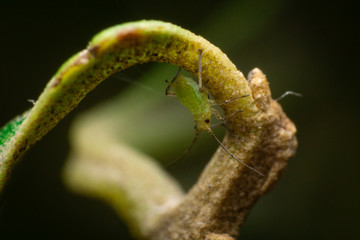 Tiny insect on a leaf petiole