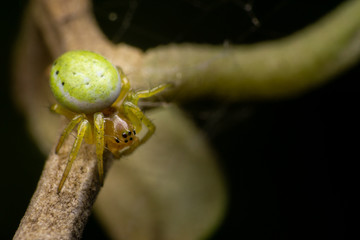 Araniella cucurbitina, female, on a little branch