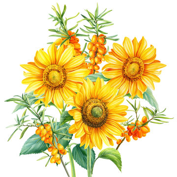 bouquet of sunflowers and branches of sea buckthorn on an isolated background, botanical illustration, watercolor flora design