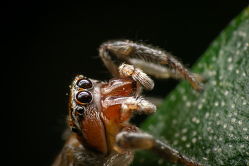 Jumping spider male on a olive leaf