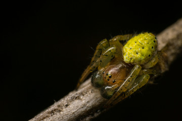 Araniella cucurbitina, male, on a little branch
