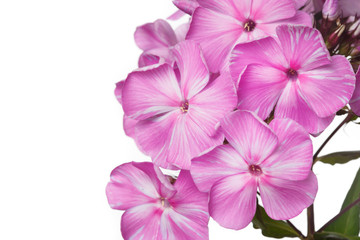 Fragment of an inflorescence of pink phlox isolated on a white background, close-up.