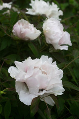 Flowers and branches of a tree-shaped white peony in the garden.
