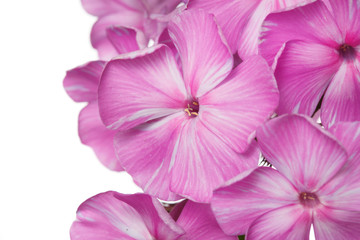 Fragment of an inflorescence of pink phlox isolated on a white background, close-up.