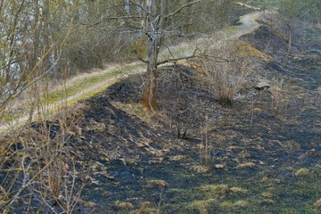 burned grass, bushes and trees, black ash and fresh sprouts grow in a spring meadow, bicycle path on a river bank, destruction and pollution of nature concept, ecology disaster