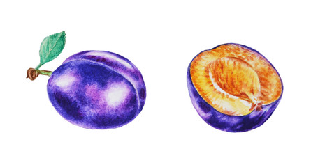 Fototapeta premium Watercolor illustration of a plum and half a plum on an isolated white background.