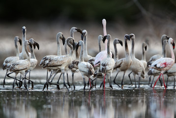 Lesser Flamingos juvenile and adults at Lake Bogoria