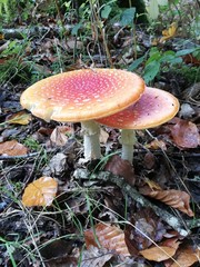 fly agaric mushroom