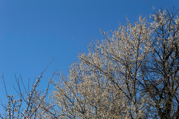 Against the blue sky, a cherry plum tree blossoms and a branch of a blossoming apricot is visible..