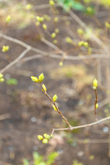 The first buds bloom on branches in early spring