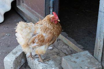 A brown chicken stands at the entrance to the chicken coop.