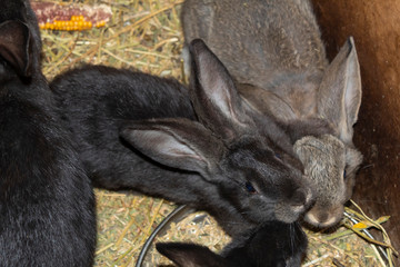 Several dark little rabbits sit in a place specially designated for them.
