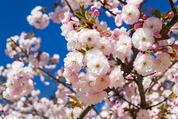 Delicate flowering of pink sakura. Lush cherry blooming against bright blue sky on a sunny april day. Blosoming trees in parks, gardens and orchards.