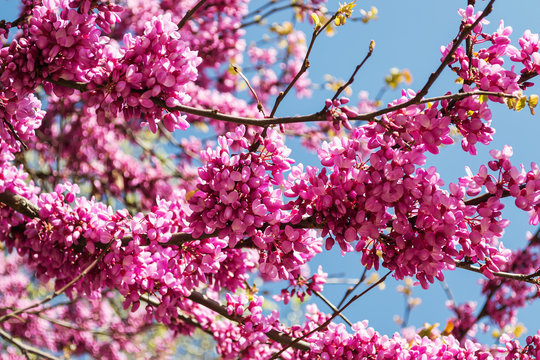 Flowering branches of Cercis also known as the Judas Tree against blue sky on a sunny spring day. Purple flowers of an eastern redbud tree.