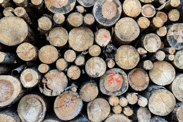 Sturmschäden und Trockenschäden im Wald