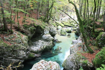 Slovenian Forest