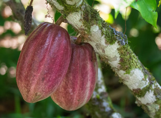 Purple cacao fruit riping on thick branch - 339688993