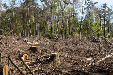 Sturmschäden und Trockenschäden im Wald