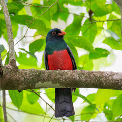 Red belly and orange beak of Slaty-tailed Trogon are clearly visibile as it sits on a tree limb - 339689521
