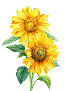 Bouquet of sunflowers on an isolated background, botanical illustration, flora design, watercolor flowers