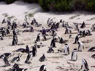 colony of spectacled penguins on South African Balders beach