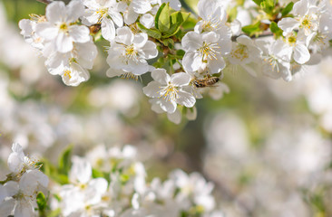 Fototapeta na wymiar beautiful cherry tree flowers in spring. Nature background 