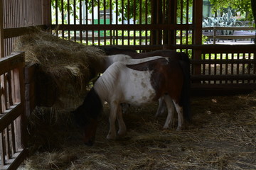 pasące się konie w stajni © leszek