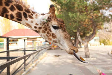 The giraffe stretches out its tongue and eats the leaf that the little girl's hand holds out to it. A girl feeds a giraffe. Giraffe close up