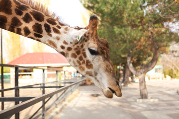Close-up of the giraffe's head and neck.