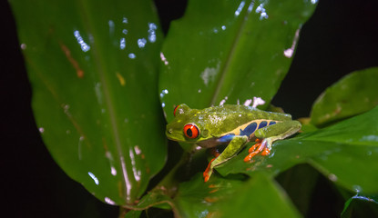 Red-Eyed Tree Frog crouches with each leg on a different leaf against dark background - 339690381