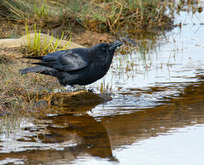 Deep black crow has water droplet falling from beak just after getting a mouthful of water - 339690542