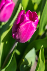 pink tulip in the garden