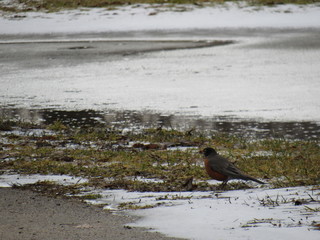 Robin on the ground