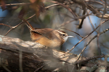 Carolina Wren