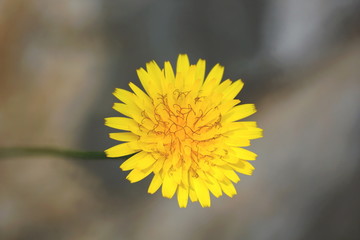 Dandelion flower head with pollen on the stamens close up view on the blurred background