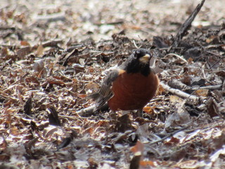 robin on the ground