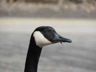canada goose portrait
