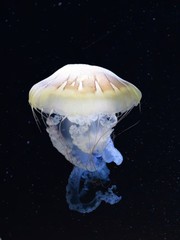 jelly fish in aquarium © Rossella