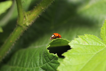 ladybug on a leaf