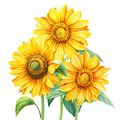 Obraz premium Bouquet of sunflowers on an isolated background, botanical illustration, flora design, watercolor flowers
