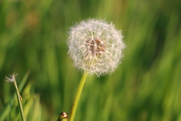 closeup of dandelion in spring 