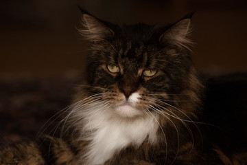 Grimmiger Main Coon Kater schaut frontal in die Kamera